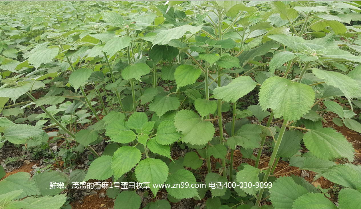 苧麻1號(hào)蛋白牧草——高蛋白高氨基酸藥草兼用，四季多年生超高產(chǎn)牧草