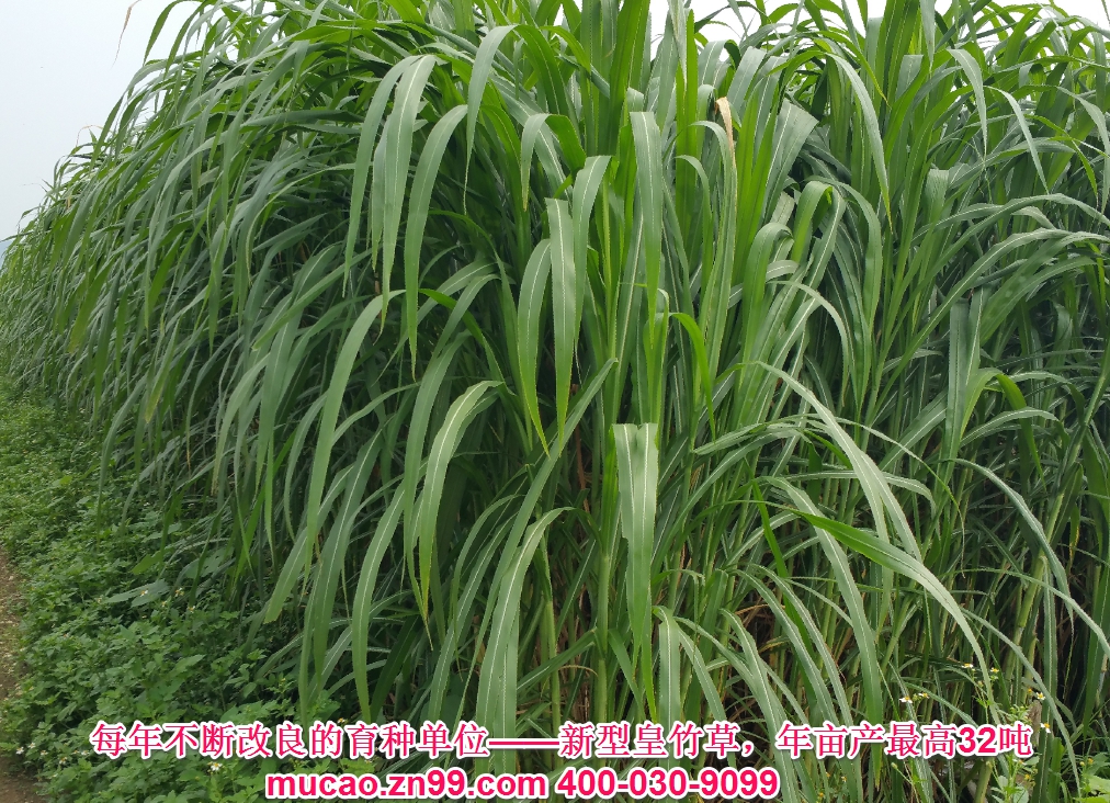產(chǎn)量超高的牧草品種——新型皇竹草，熱研4號(hào)王草，產(chǎn)量超高的牧草品種，已經(jīng)暫停推廣