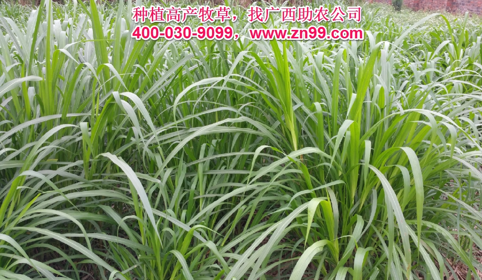 廣西助農(nóng)2026年優(yōu)質(zhì)高產(chǎn)牧草品種報(bào)價(jià)一覽表，種植高產(chǎn)牧草，有效降低養(yǎng)殖成本，提高肉質(zhì)提高效益！
