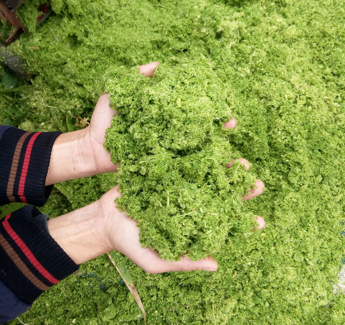 青綠牧草秸稈多功能超細(xì)粉碎打漿機(jī)小型中型大型各種機(jī)械齊全，養(yǎng)殖場(chǎng)夢(mèng)想中的降低飼料成本的好機(jī)器