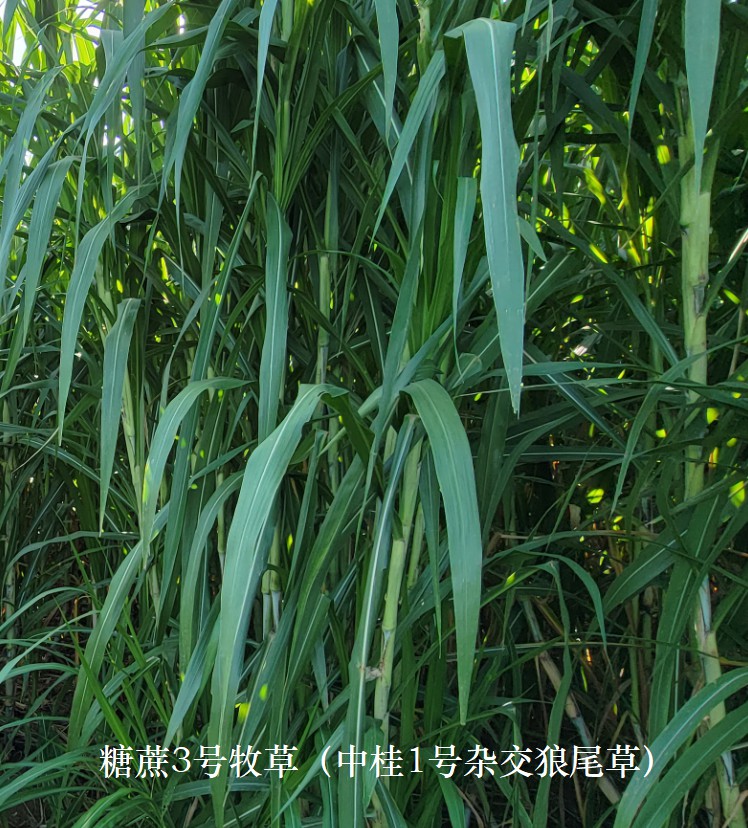 糖蔗3號牧草（中桂1號雜交狼尾草），禾本科多年生高產(chǎn)、高碳水化合物（高糖）新品種