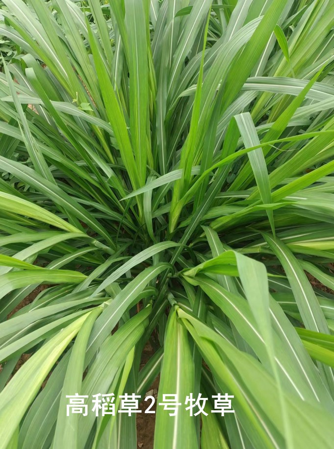 高稻草2號牧草，高粱與水稻雜交的新一代牧草品種，多年生營養(yǎng)高適口性好，各種優(yōu)勢可能吊打傳統(tǒng)牧草