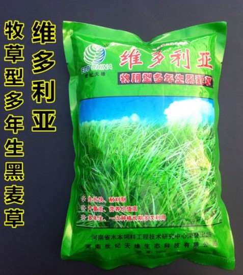 維多利亞多年生黑麥草---優(yōu)質(zhì)飼草、公園、庭園及小型綠地、高速護(hù)坡、河道護(hù)坡牧草