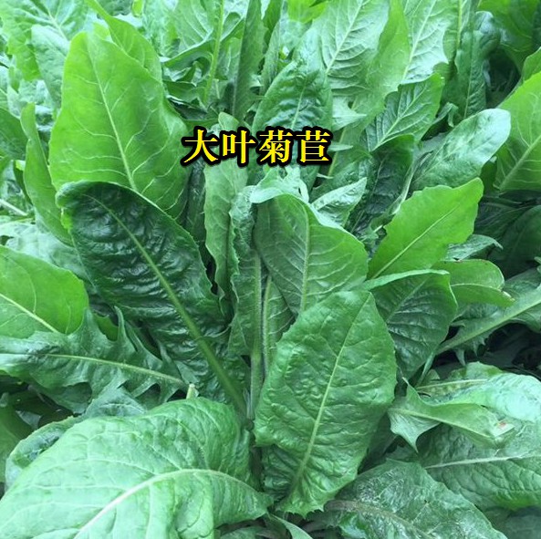 大葉菊苣----高蛋白質(zhì)含量，防畜禽拉稀、止瀉飼草