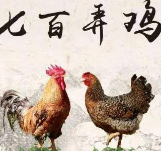 七百弄雞——一吃難忘的優(yōu)質(zhì)肉雞品種，廣西壯族自治區(qū)河池市大化縣特產(chǎn)，全國(guó)農(nóng)產(chǎn)品地理標(biāo)志