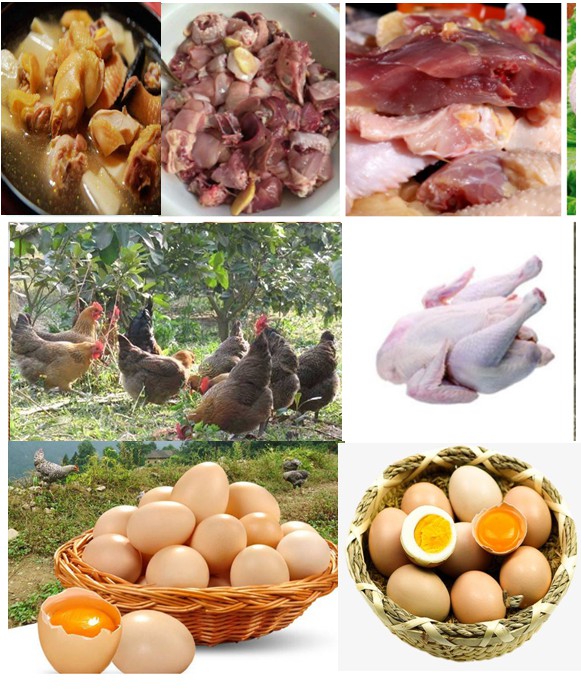 優(yōu)質(zhì)肉雞——采用微生物技術(shù)（發(fā)酵飼料、益生菌保健、中草藥無(wú)抗養(yǎng)殖等）放養(yǎng)養(yǎng)殖的各種土雞、閹雞、項(xiàng)雞、老水雞等，肉質(zhì)自然濃香一吃不忘
