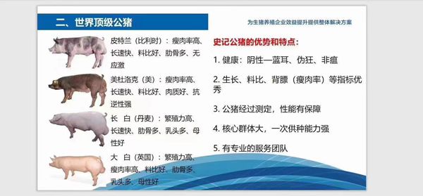 史記豬精，以“精”降本、以“種”增效--提高養(yǎng)殖者的經(jīng)濟效益！