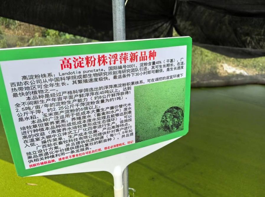 飼料型浮萍新品種：高淀粉株系（紫萍）：Landotia punctata，國(guó)際編號(hào)0001，淀粉含量最高可達(dá)45%