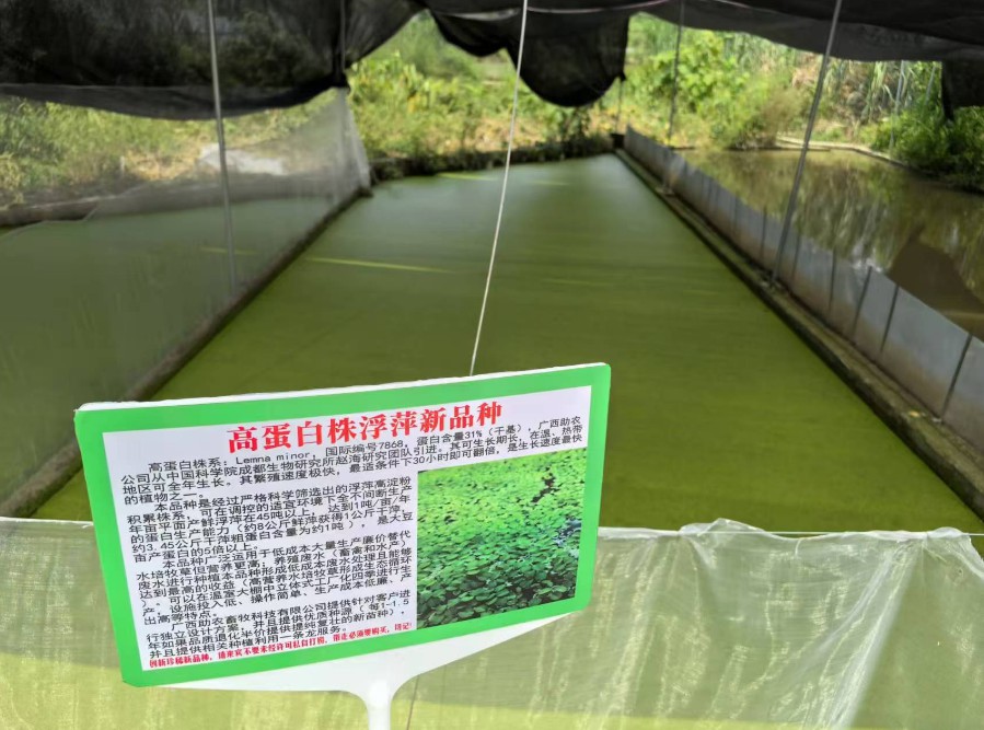 飼料型浮萍新品種：高蛋白株系：Lemna minor，國(guó)際編號(hào)7868，粗蛋白含量最高31%