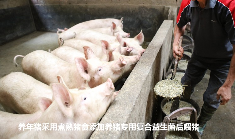 養(yǎng)年豬采用煮熟豬食添加養(yǎng)豬專(zhuān)用復(fù)合益生菌后喂豬.jpg