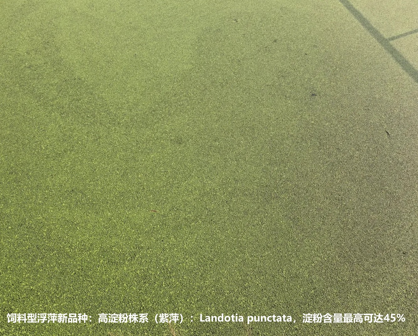 飼料型浮萍新品種：高淀粉株系（紫萍）：Landotia punctata，國際編號(hào)0001，淀粉含量最高可達(dá)45%.jpg
