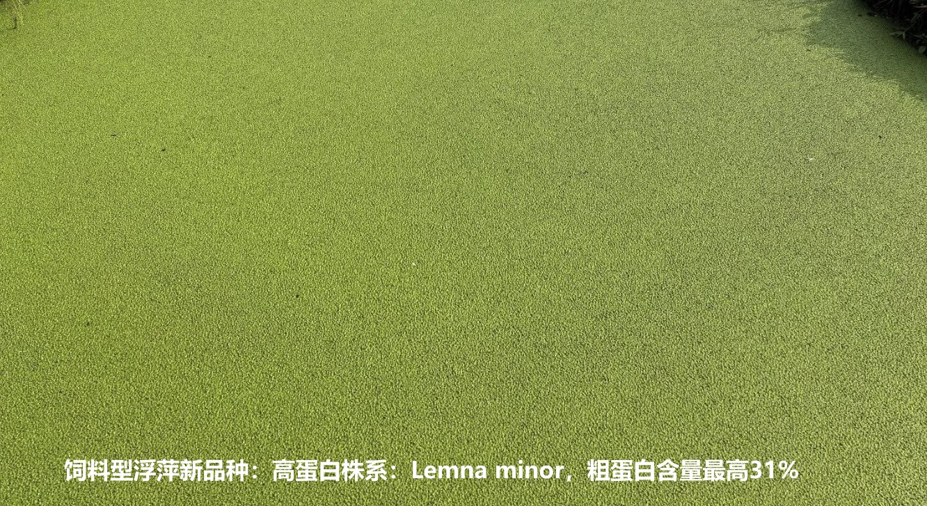 飼料型浮萍新品種：高蛋白株系：Lemna minor，國(guó)際編號(hào)7868，粗蛋白含量最高31%.jpg
