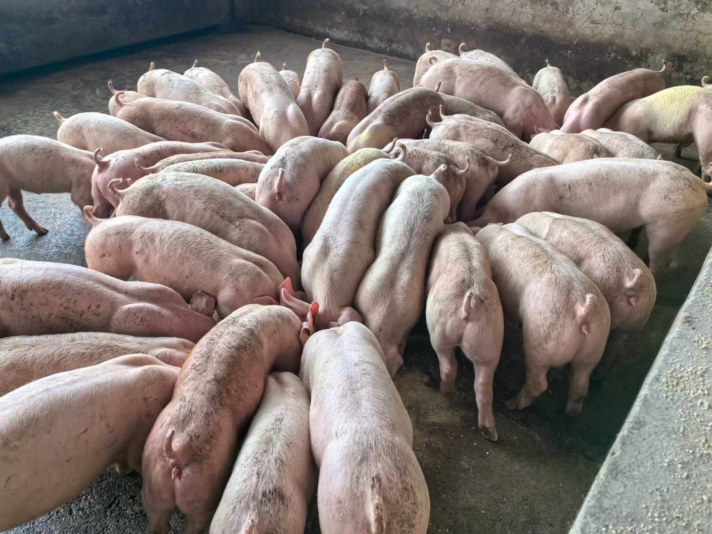 發(fā)酵飼料喂豬3.jpg