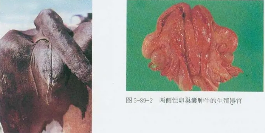 屏幕截圖_27-2-2025_152758_baike.baidu.com.jpeg