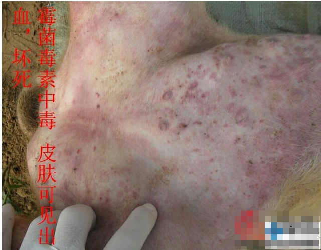 微信截圖_20250319110831.png