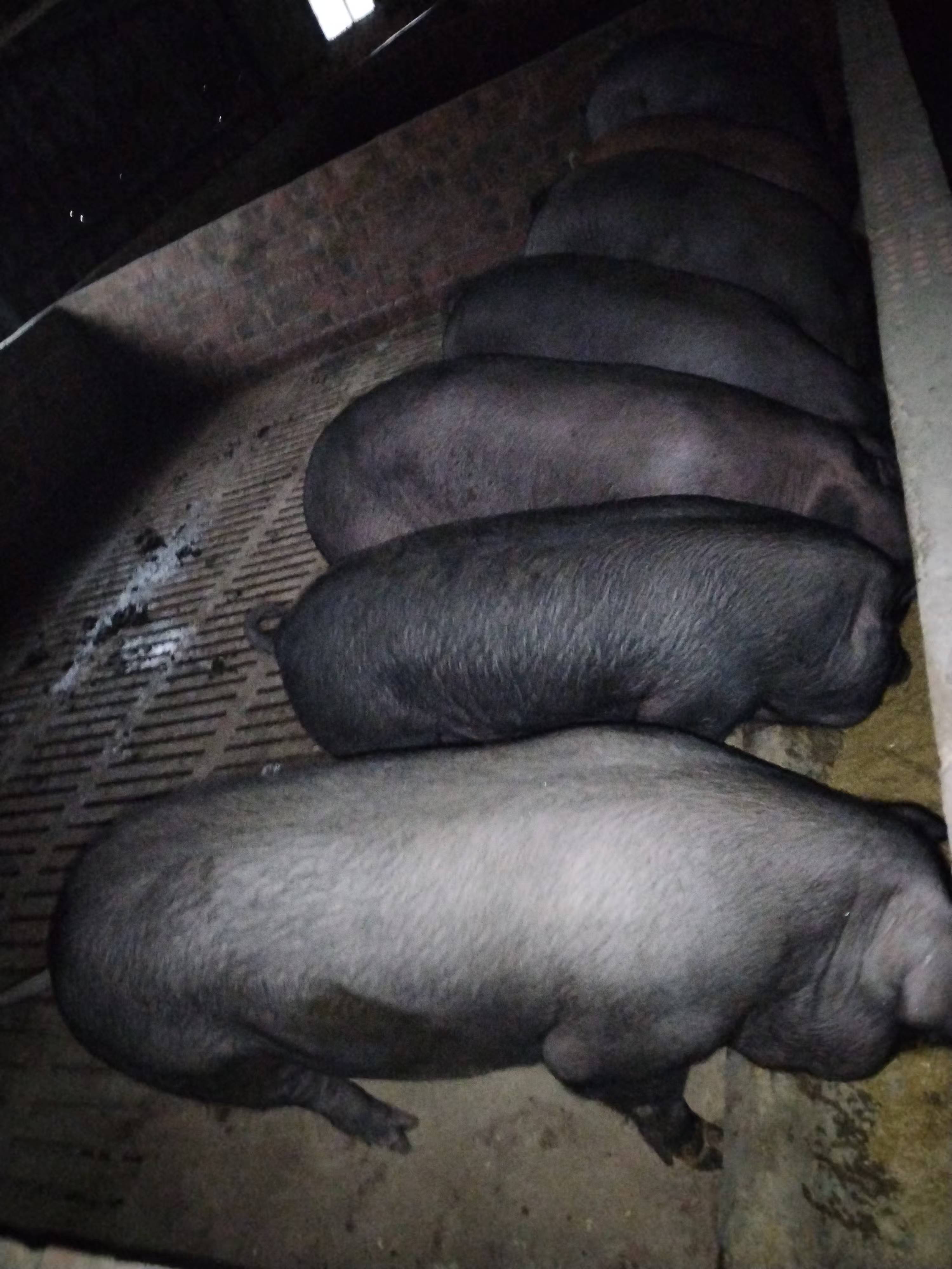 發(fā)酵飼料飼喂黑豬1.jpg