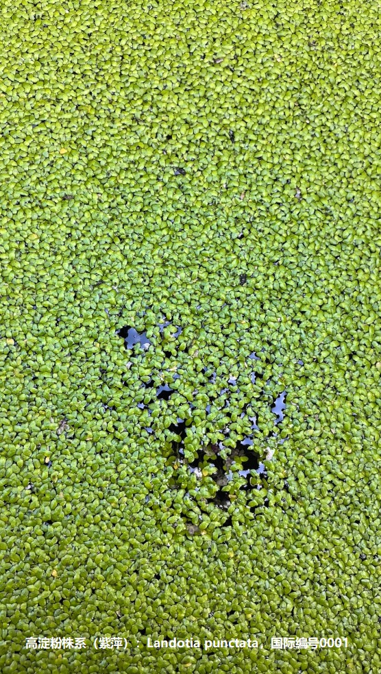 高淀粉株系（紫萍）：Landotia punctata，國(guó)際編號(hào)0001.jpg