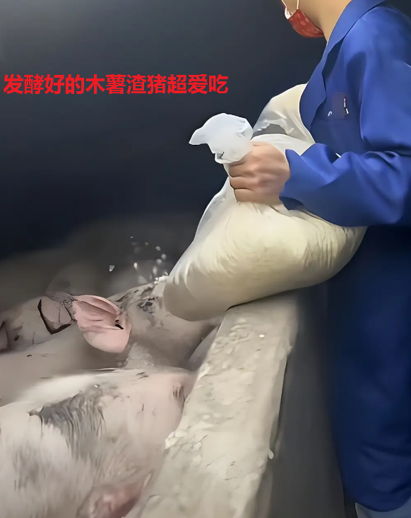 木薯渣3.png