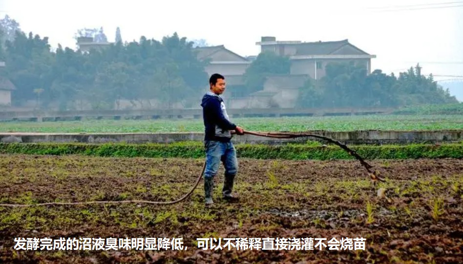 發(fā)酵完成的沼液臭味明顯降低，可以不稀釋直接澆灌不會(huì)燒苗.jpg