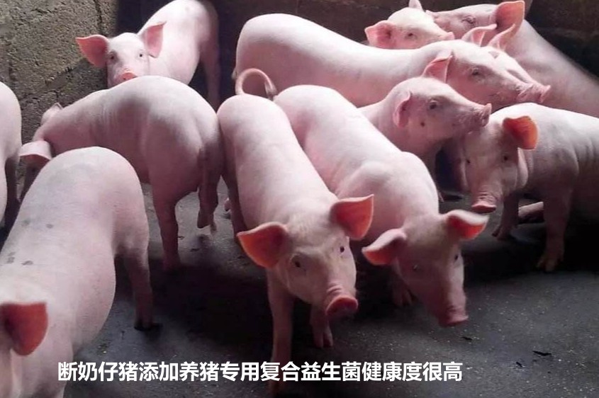 斷奶仔豬添加養(yǎng)豬專(zhuān)用復(fù)合益生菌健康度很高.jpg
