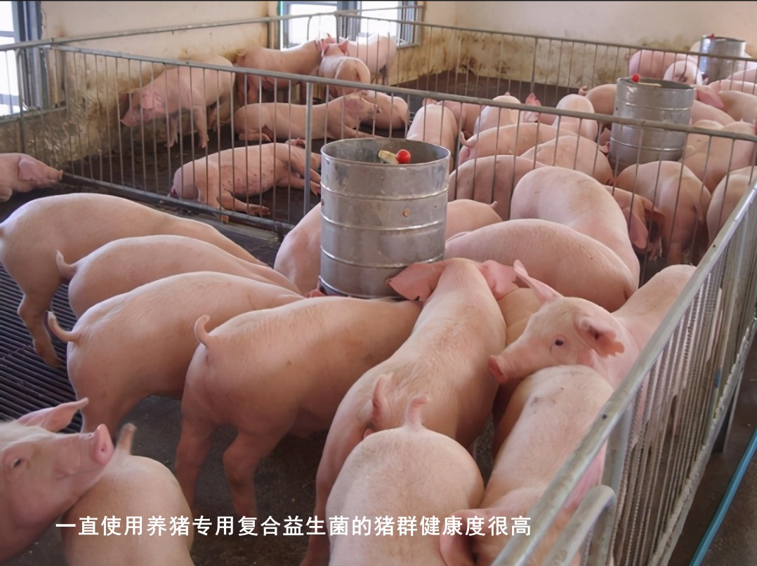 一直使用養(yǎng)豬專(zhuān)用復(fù)合益生菌的豬群健康度很高.jpg