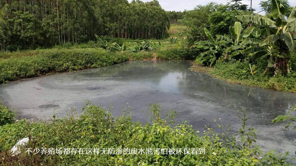 不少養(yǎng)殖場都存在這樣無防滲的廢水池害怕被環(huán)?？吹?jpg