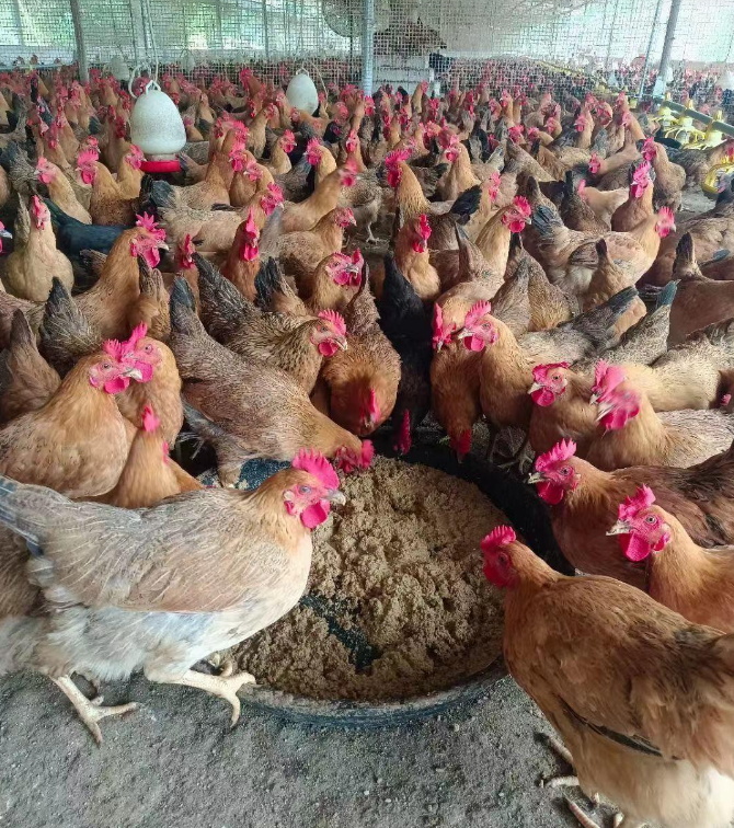 雞吃發(fā)酵飼料.png