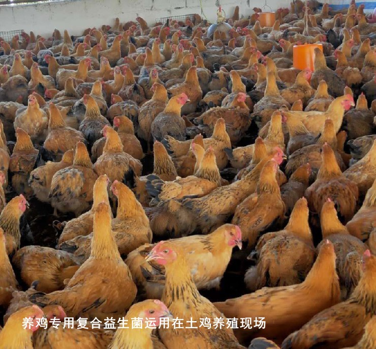 養(yǎng)雞專用復(fù)合益生菌運(yùn)用在土雞養(yǎng)殖現(xiàn)場(chǎng).jpg