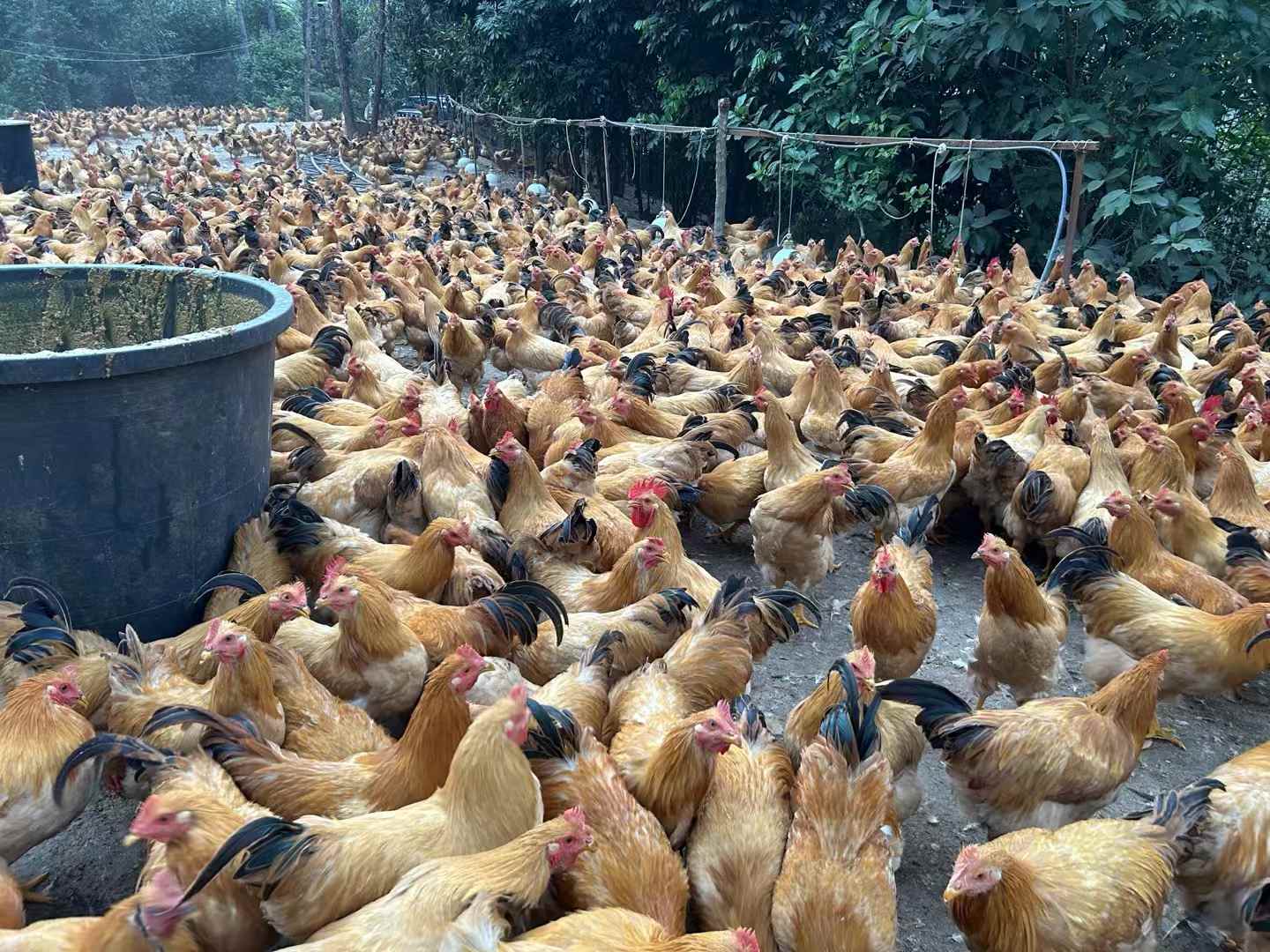 發(fā)酵飼料養(yǎng)雞降本增效明顯，雞場(chǎng)不臭雞病少雞肉香1.jpg