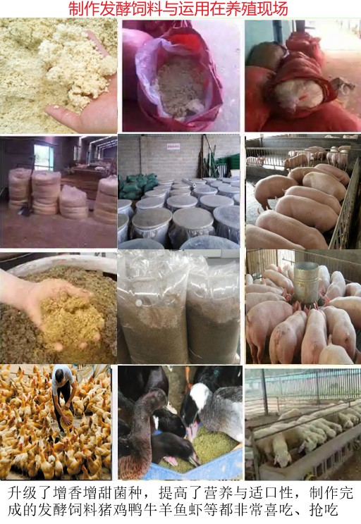 制作和運用高品質(zhì)發(fā)酵飼料現(xiàn)場.jpg
