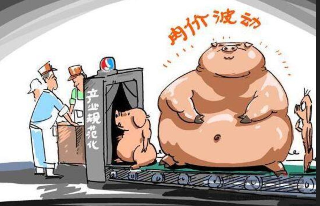 養(yǎng)豬虧損3.jpg