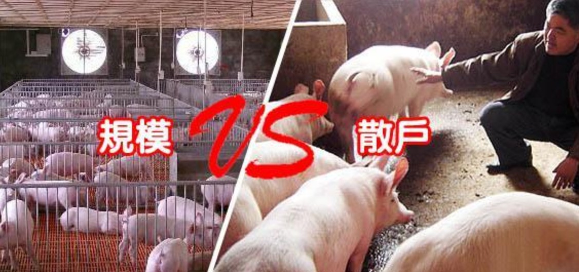 規(guī)模豬場VS散養(yǎng)豬場.jpg