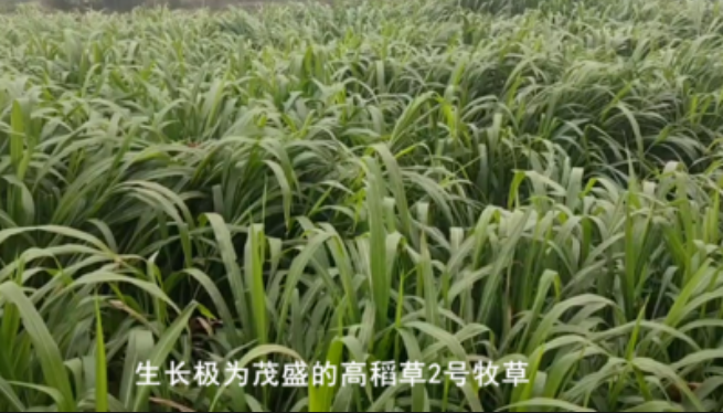 高稻2號(hào)牧草.png