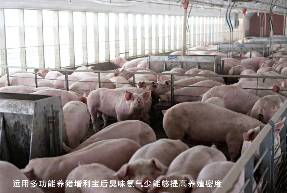 運(yùn)用多功能養(yǎng)豬增利寶后臭味氨氣少能夠提高養(yǎng)殖密度2.jpg
