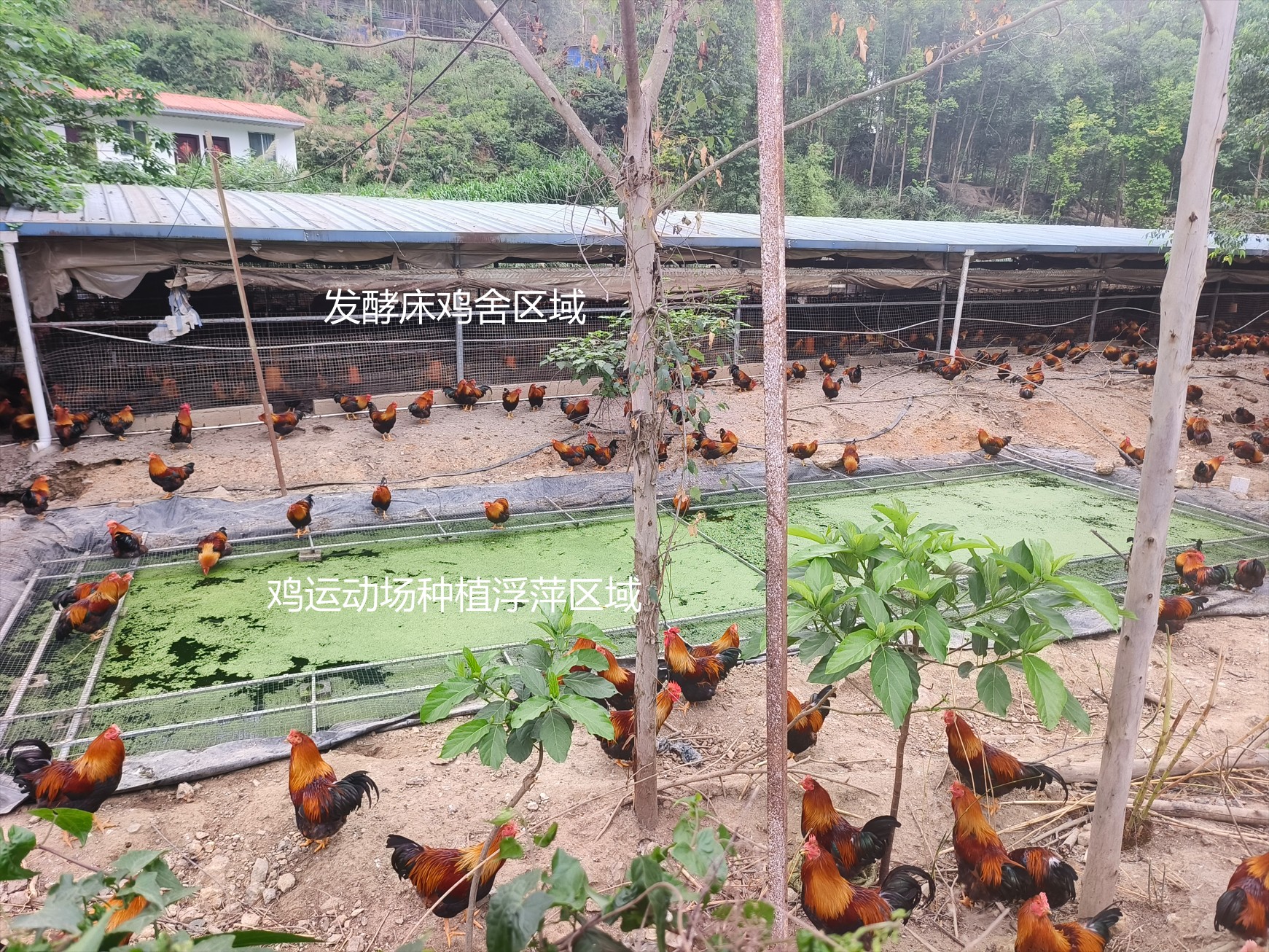 一種在雞運動場耦合浮萍培養(yǎng)與節(jié)糧型低成本養(yǎng)殖的生態(tài)循環(huán)方法13.jpg
