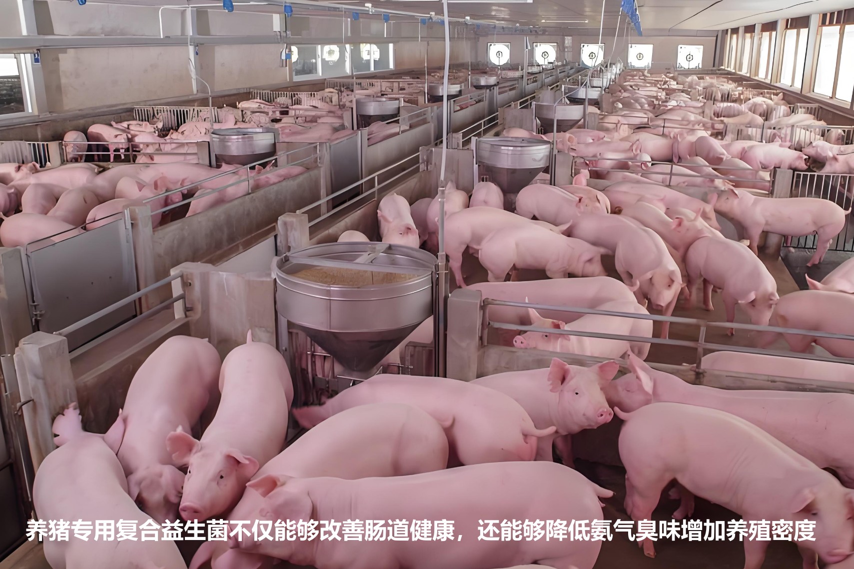 養(yǎng)豬專用復(fù)合益生菌不僅能夠改善腸道健康，還能夠降低氨氣臭味增加養(yǎng)殖密度.jpg